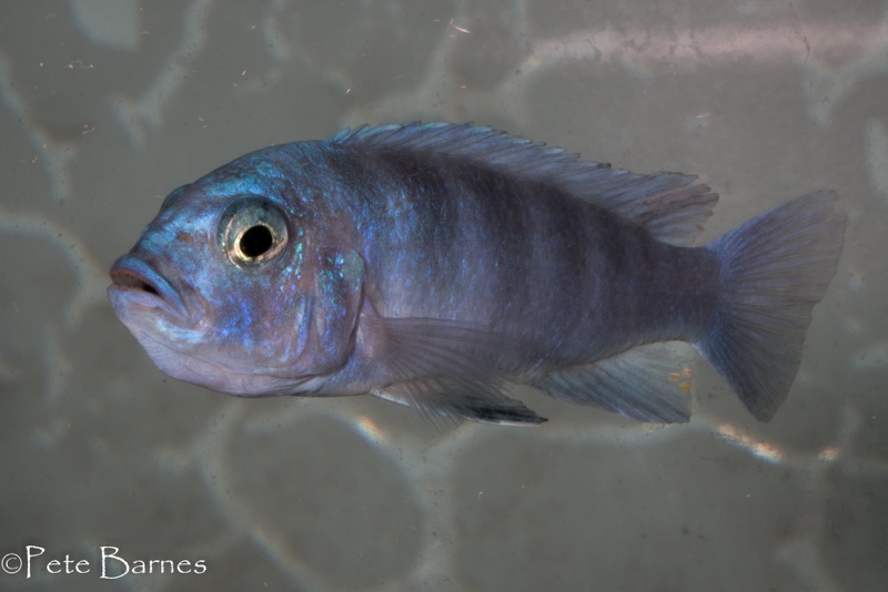 Cynotilapia sp. 'iwera' Lutara Reef